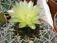 Gymnocalycium hyptiacanthum uruguayense JL2312 (ex artigas).jpg